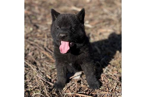 成約済の埼玉県の甲斐犬-169342の1枚目