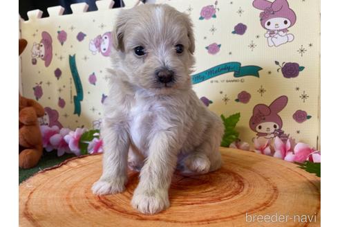 成約済の栃木県のポメプー:ポメラニアン×トイプードル-169378の2枚目