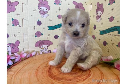 成約済の栃木県のポメプー:ポメラニアン×トイプードル-169378の1枚目