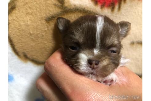成約済の千葉県のチワワ(ロングコート)-169379の15枚目