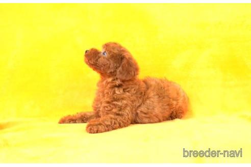 成約済の東京都のトイプードル-169412の2枚目