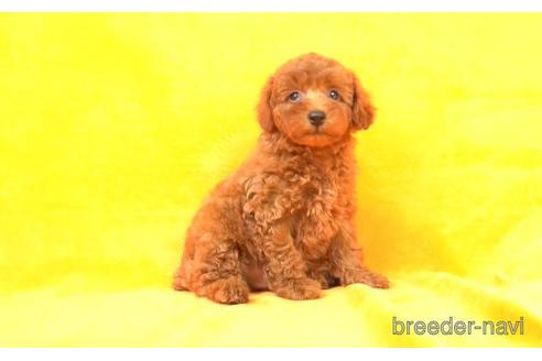 成約済の東京都のトイプードル-169412の1枚目