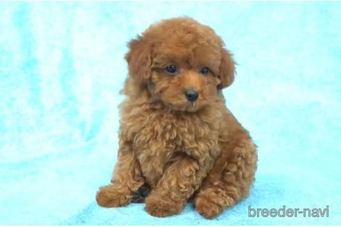 成約済の東京都のタイニープードル-169413の1枚目