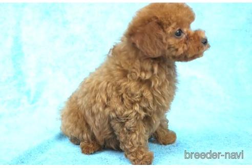 成約済の東京都のタイニープードル-169413の2枚目