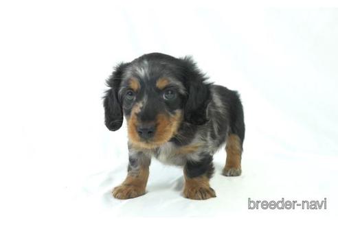 成約済の東京都のカニンヘンダックスフンド(ロングヘアード)-169417の2枚目