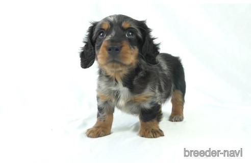 成約済の東京都のカニンヘンダックスフンド(ロングヘアード)-169417の1枚目