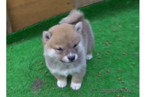 成約済の佐賀県の豆柴-169429の1枚目