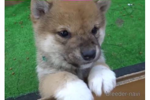成約済の佐賀県の豆柴-169432の2枚目