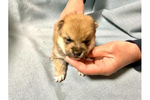 成約済の奈良県の豆柴-169435の10枚目