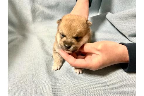 成約済の奈良県の豆柴-169435の7枚目