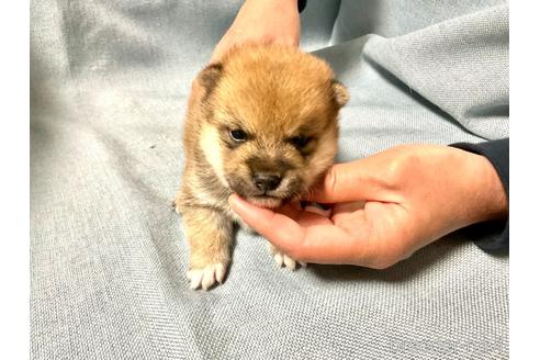 成約済の奈良県の豆柴-169435の8枚目
