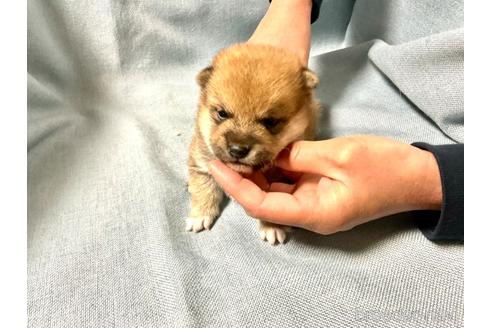 成約済の奈良県の豆柴-169435の9枚目
