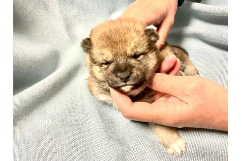 成約済の奈良県の豆柴-169440の1枚目