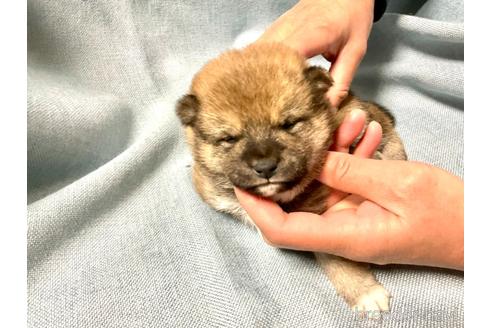 成約済の奈良県の豆柴-169440の6枚目