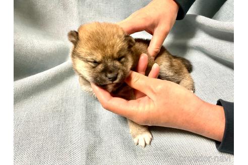 成約済の奈良県の豆柴-169440の4枚目