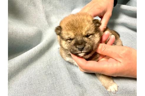 成約済の奈良県の豆柴-169440の5枚目