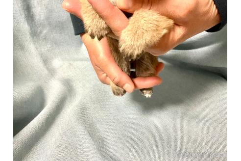 成約済の奈良県の豆柴-169440の2枚目