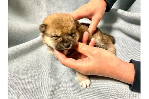 成約済の奈良県の豆柴-169440の3枚目