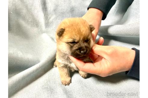 成約済の奈良県の豆柴-169441の6枚目