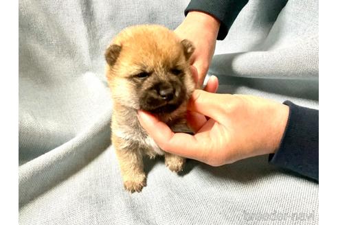 成約済の奈良県の豆柴-169441の3枚目