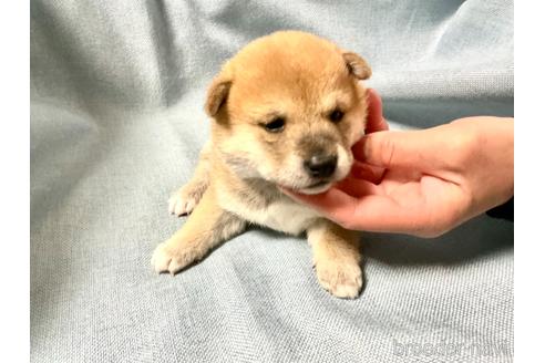 成約済の奈良県の豆柴-168535の6枚目