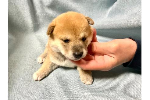 成約済の奈良県の豆柴-168535の5枚目