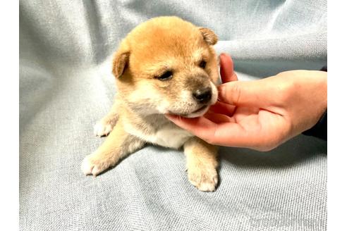 成約済の奈良県の豆柴-168535の2枚目