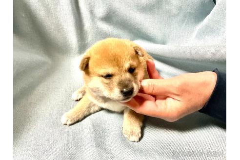 成約済の奈良県の豆柴-168535の3枚目