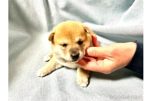 成約済の奈良県の豆柴-168535の4枚目