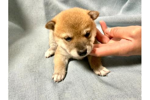 成約済の奈良県の豆柴-168536の1枚目