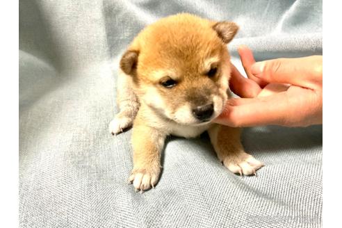 成約済の奈良県の豆柴-168536の5枚目