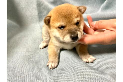 成約済の奈良県の豆柴-168536の3枚目