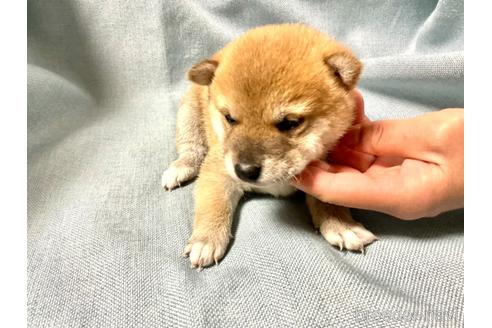 成約済の奈良県の豆柴-168536の4枚目