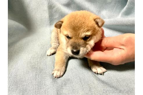 成約済の奈良県の豆柴-168536の2枚目