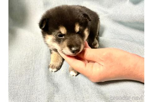 成約済の奈良県の豆柴-168529の4枚目