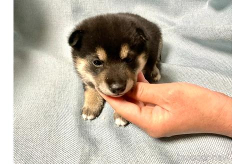 成約済の奈良県の豆柴-168529の5枚目