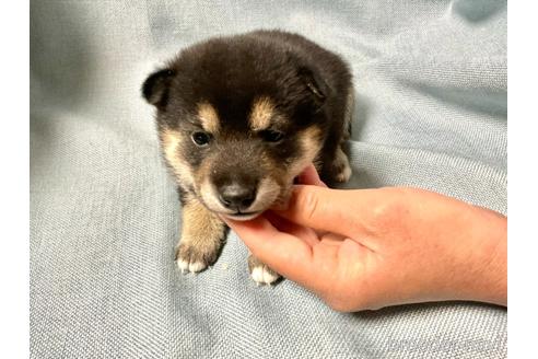 成約済の奈良県の豆柴-168529の3枚目
