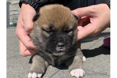 成約済の長崎県の柴犬-169447