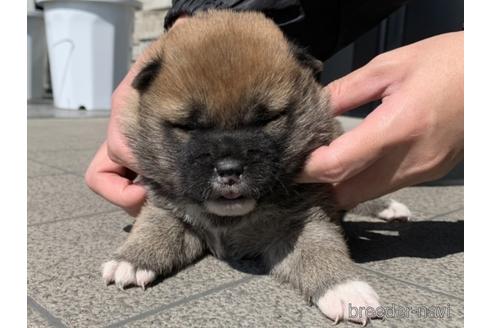 成約済の長崎県の柴犬-169447の3枚目