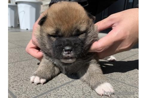 成約済の長崎県の柴犬-169447の4枚目