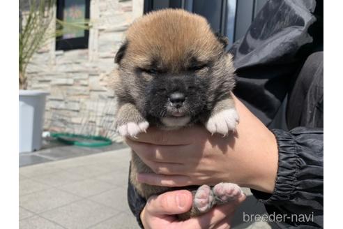 成約済の長崎県の柴犬-169447の5枚目