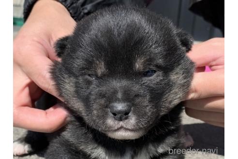 成約済の長崎県の柴犬-169448