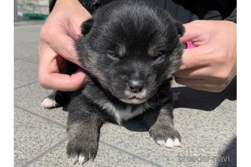 成約済の長崎県の柴犬-169448の5枚目