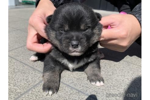 成約済の長崎県の柴犬-169448の2枚目