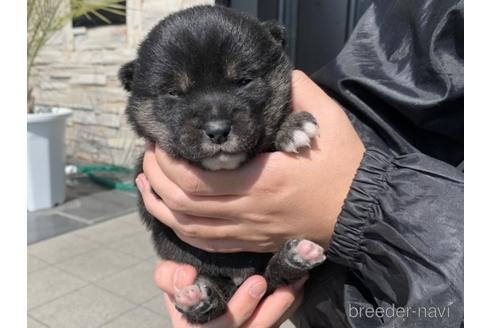 成約済の長崎県の柴犬-169448の4枚目