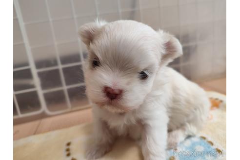 成約済の岡山県のマルチーズ-169476の4枚目