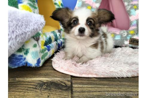 成約済の兵庫県のパピヨン-169479の5枚目