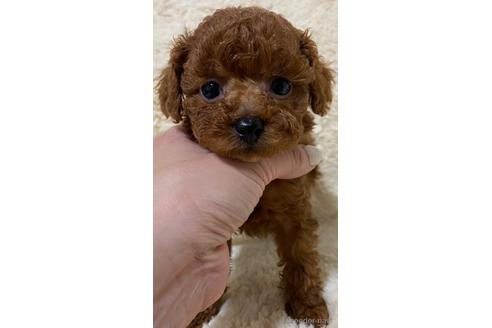 成約済の岡山県のティーカッププードル-169480の8枚目