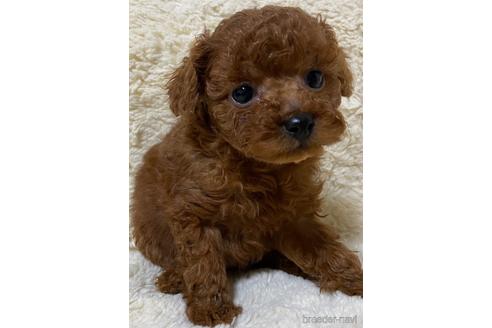 成約済の岡山県のティーカッププードル-169480の10枚目