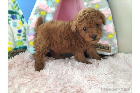 兵庫県のトイプードル 男の子 21 12 28生まれ 元気いっぱい 甘えんぼ ５つです 子犬id ブリーダーナビ